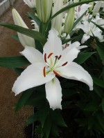 [5299 Cotopaxi No02.JPG]